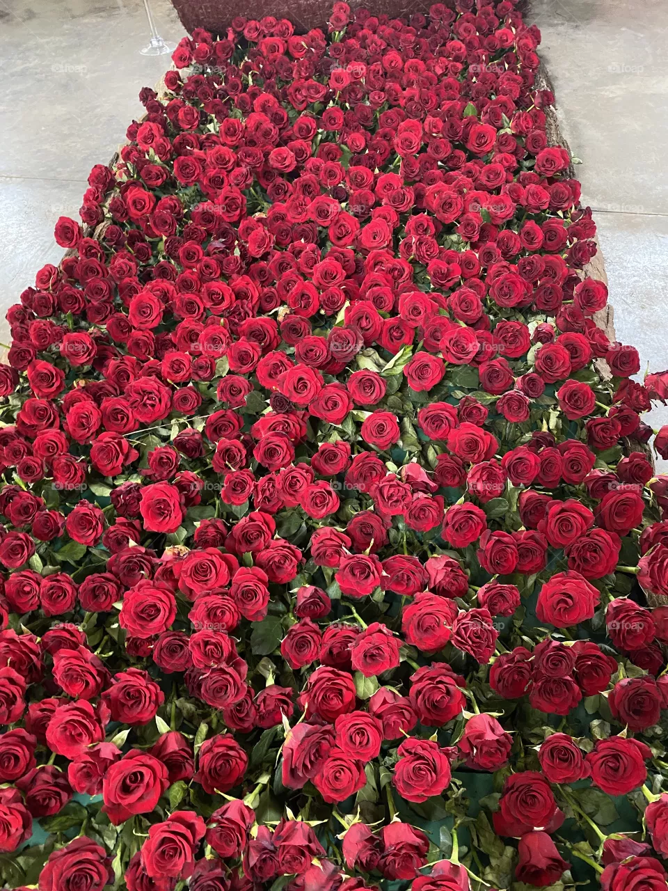 Red rose path