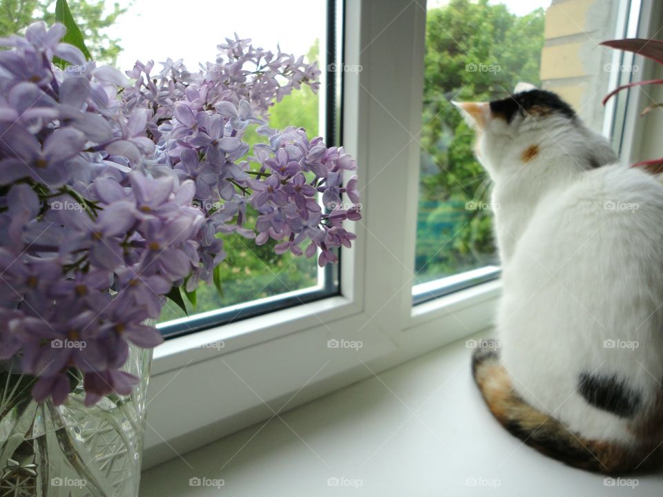 Flower, Nature, Cat, No Person, Beautiful