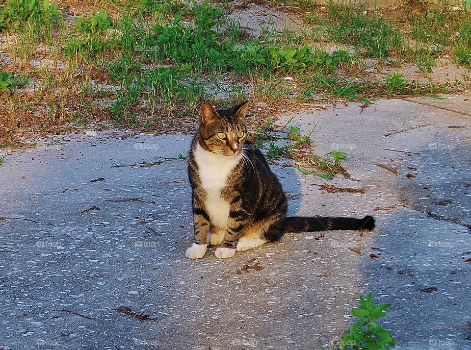 Stray Street Cat. A very pretty stray street cat. Everyone feed her so she always has food. She lives at the beach and is just a happy cat