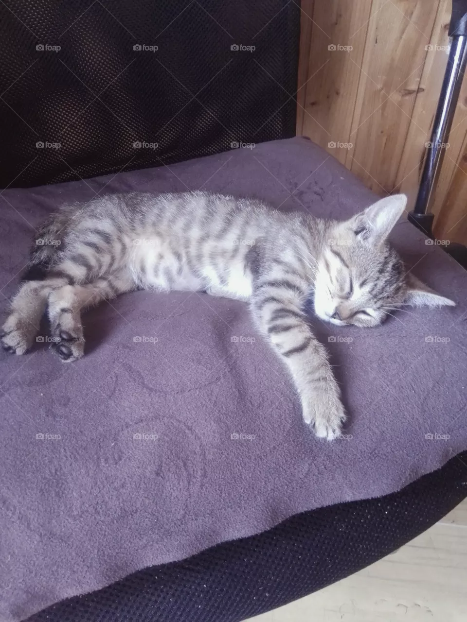 koťátko