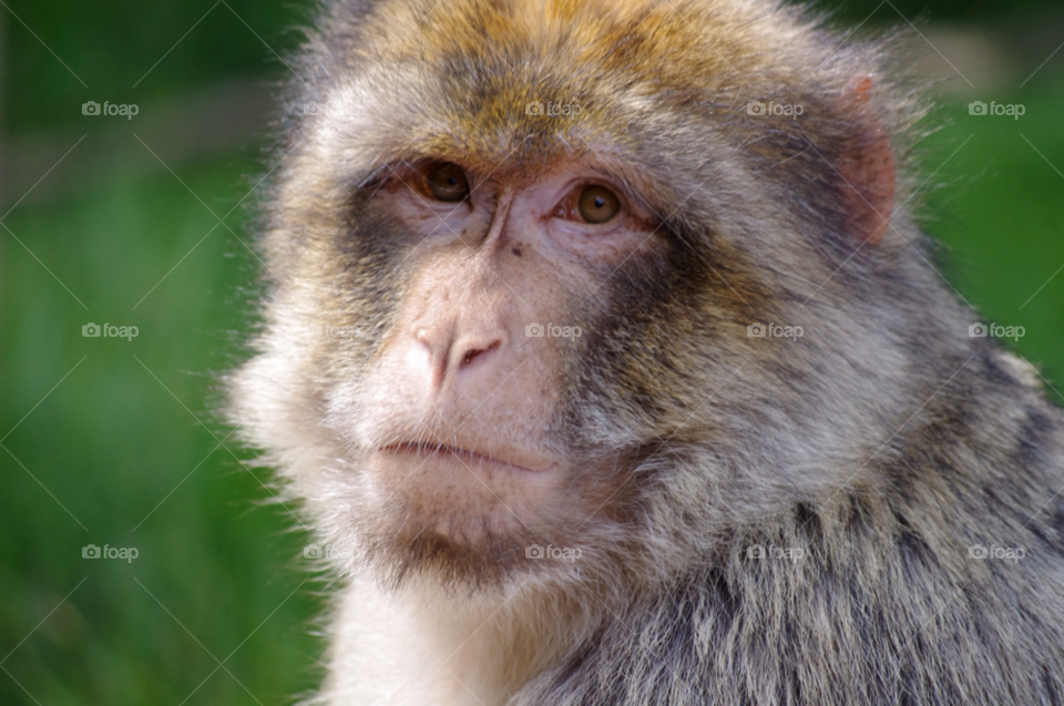 close up monkey headshot by gaillewisbraznell