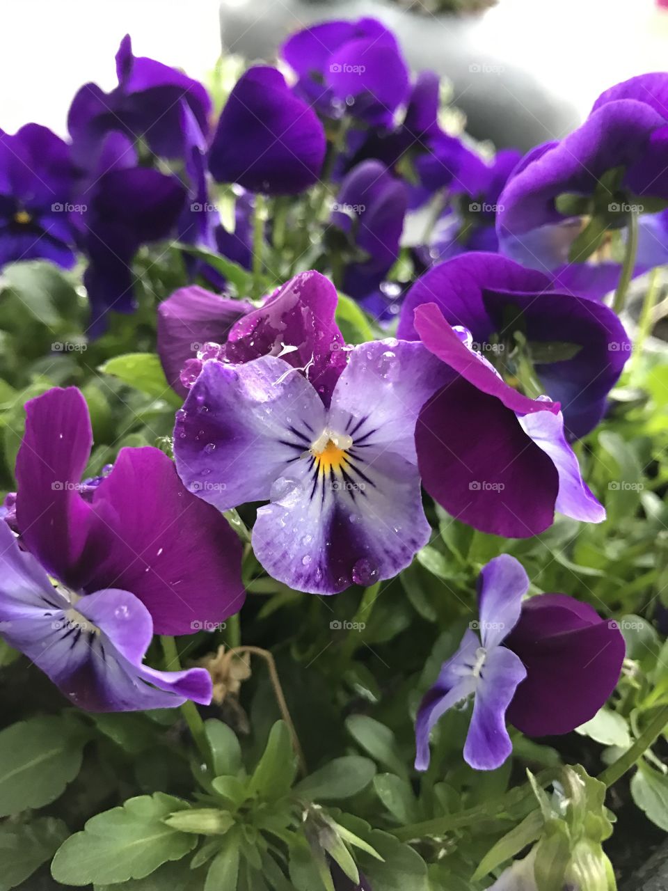Viola Flower 