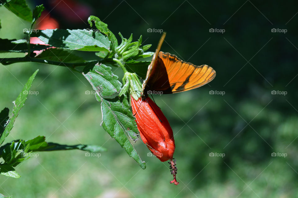 Monarch butterfly. Beautiful Butterfly