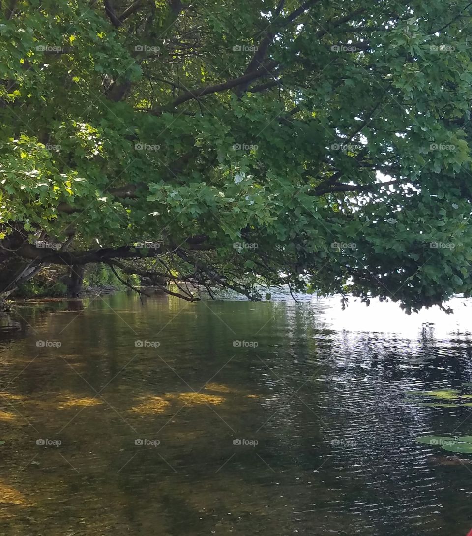 Water, Tree, Reflection, Lake, Landscape