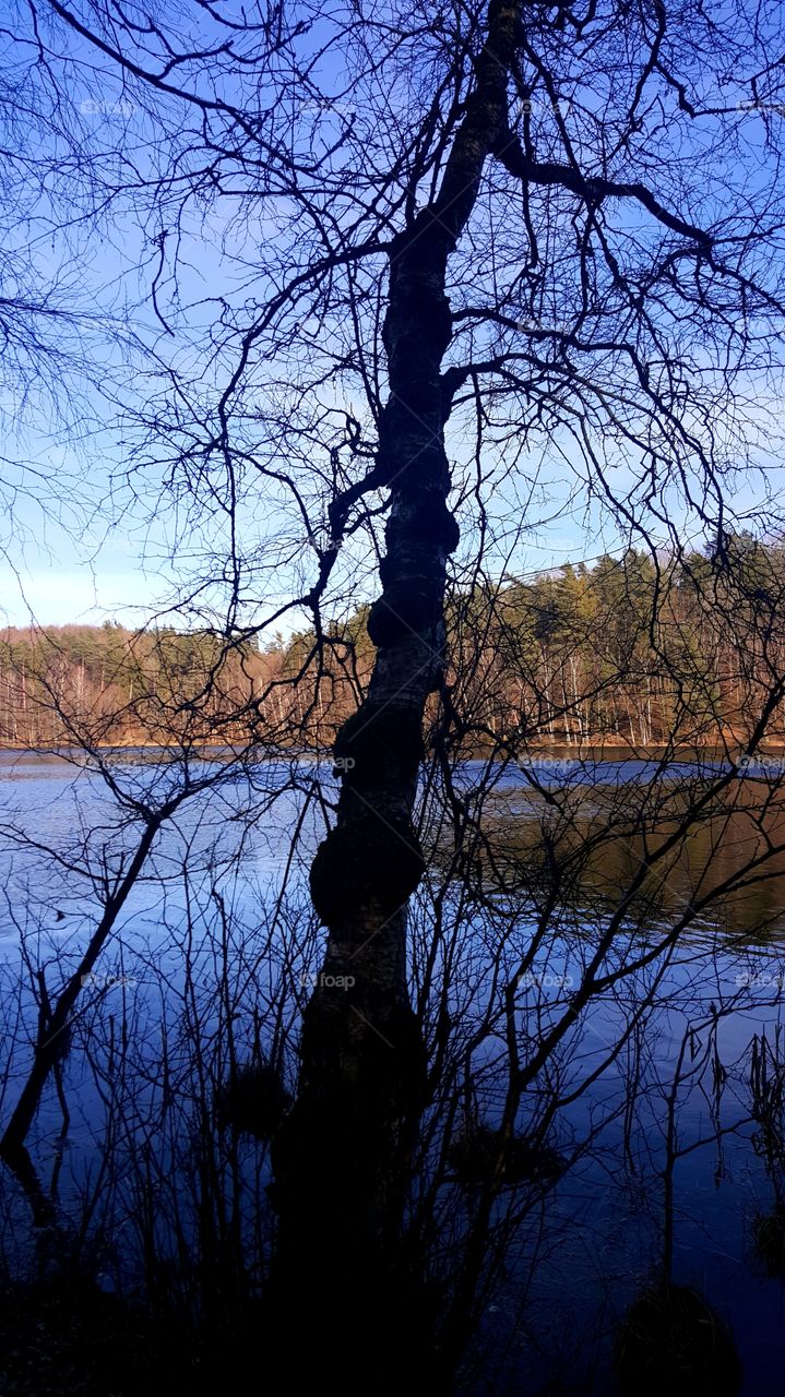 Twisted tree at the lake.