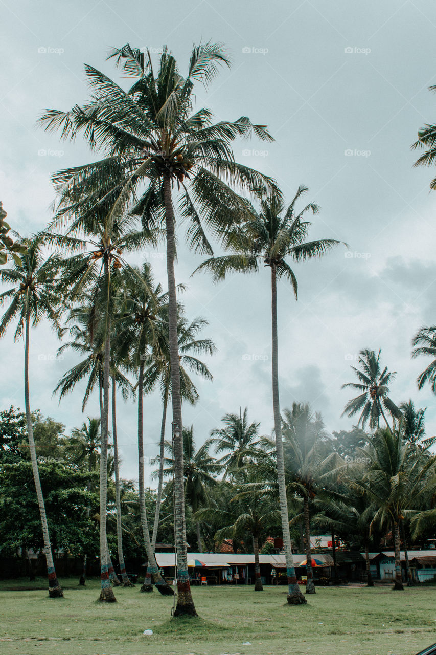 Coconut palm tree on the Carita Anyer Beach, Pandeglang, Banten, Indonesia