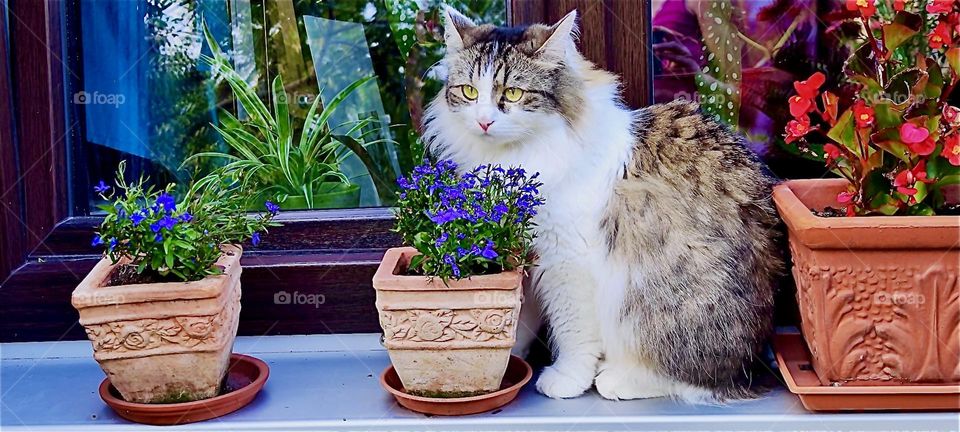 Looking like “Norwegian” forest cat royalty this is “Linda”, the cat with her soft fluffy fur sitting on the windowsill of the one story house in “Lower Bavaria”, Germany. 2024. Hypnotic Productions