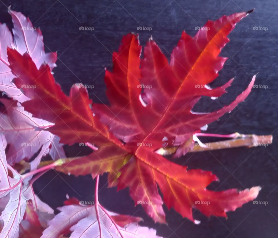 red leaves