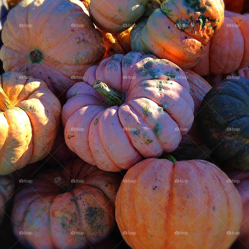 Background of pumpkin at farm