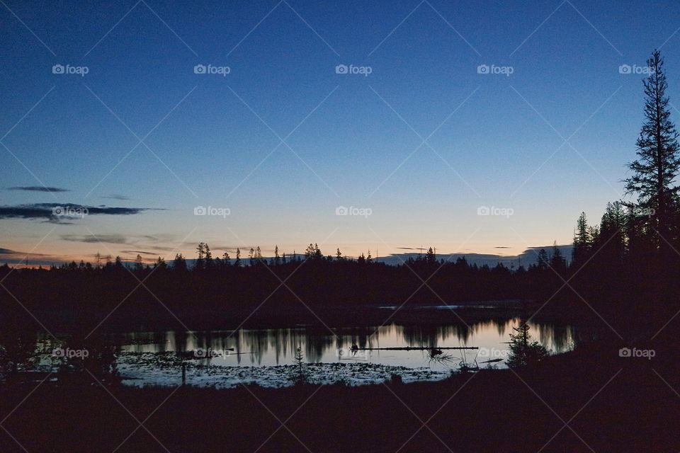 Silhouette of forest