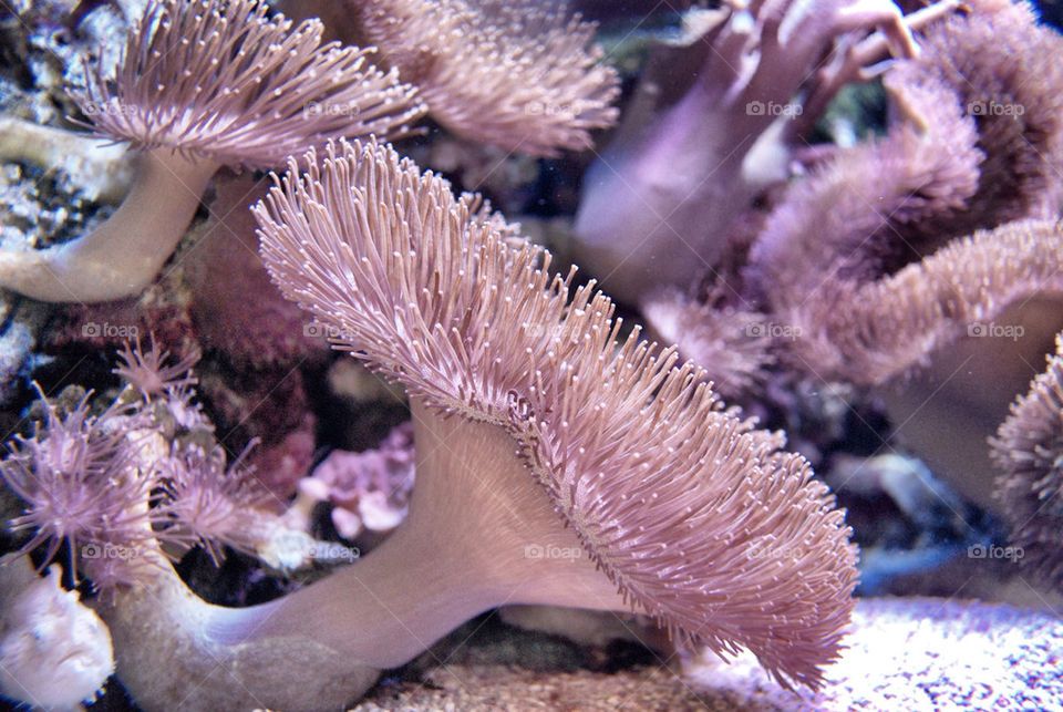 coral corals underwater by serbachs