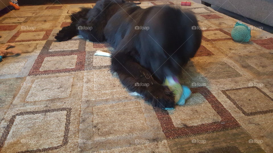 People, Recreation, One, No Person, Mammal