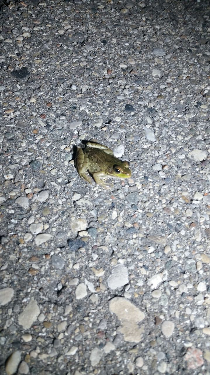 frog by flashlight