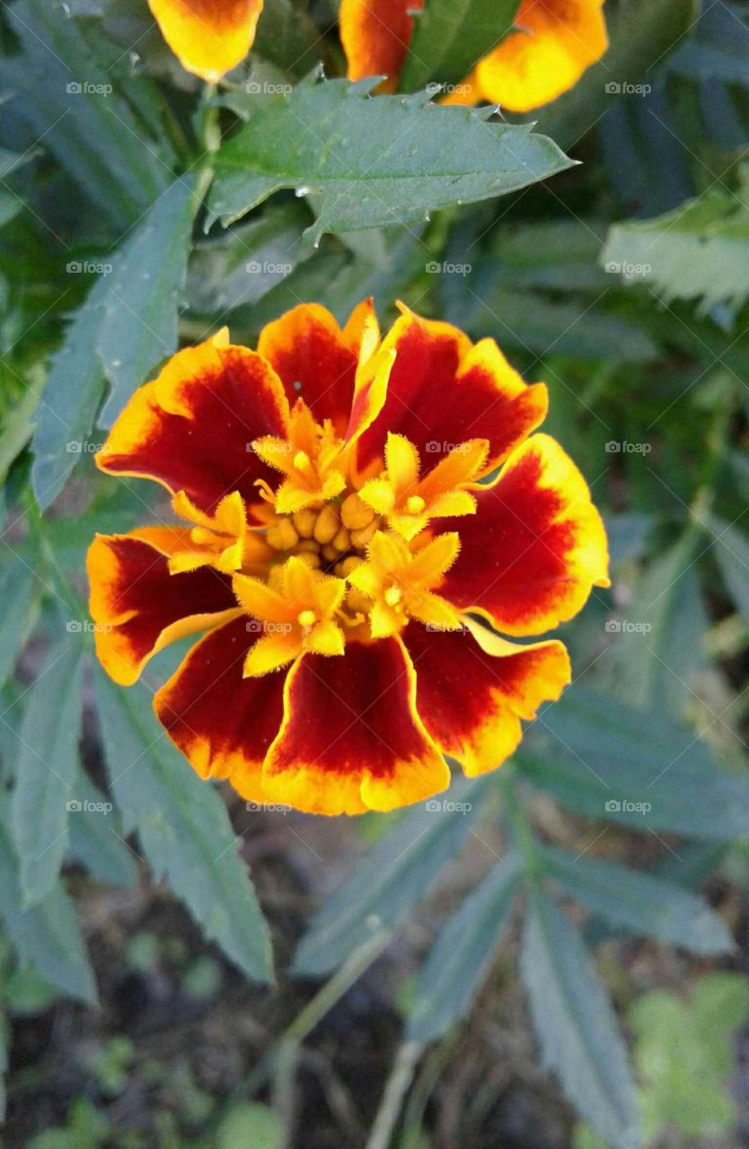 Marigold