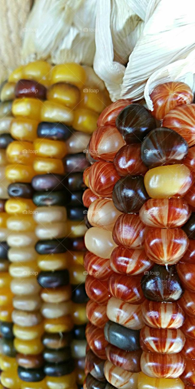 Multi-colored Corn