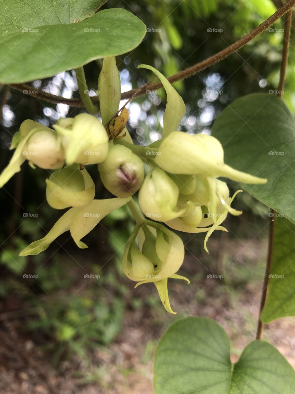 Flowers around us, my garden (Countryside )