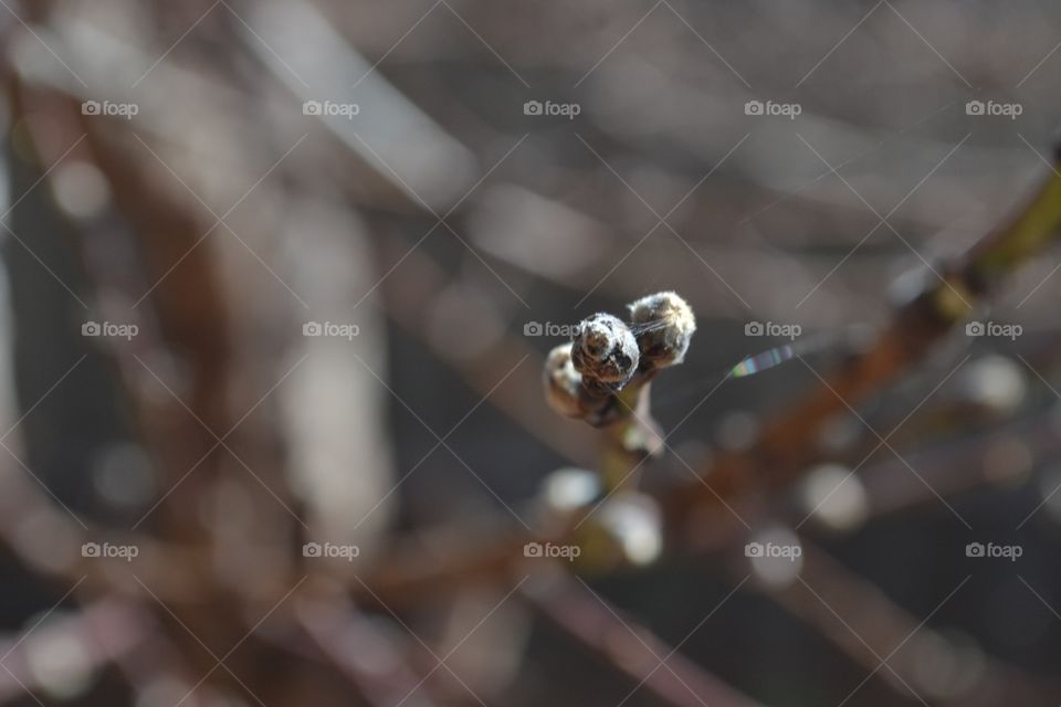 A beautiful promise of things to come, grey fuzzy nectarine bud on tip if branch, blurred background macro closeup branch tip