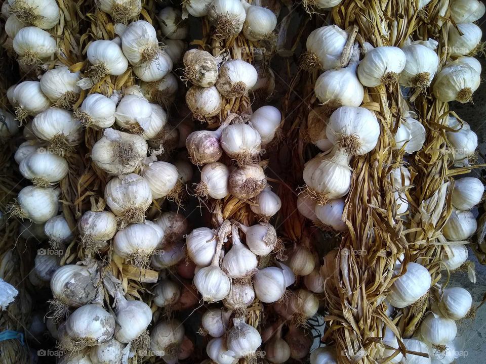 garlic