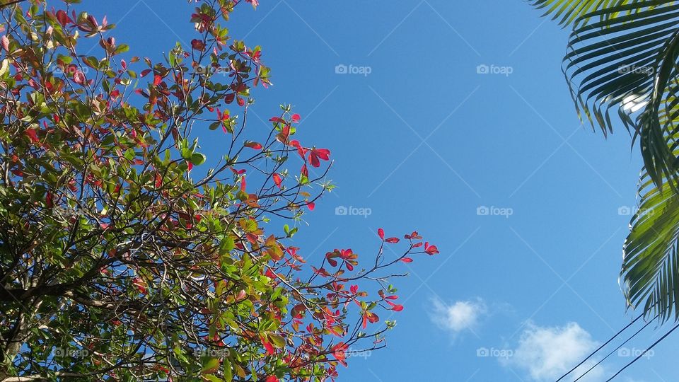 sky and leafs
