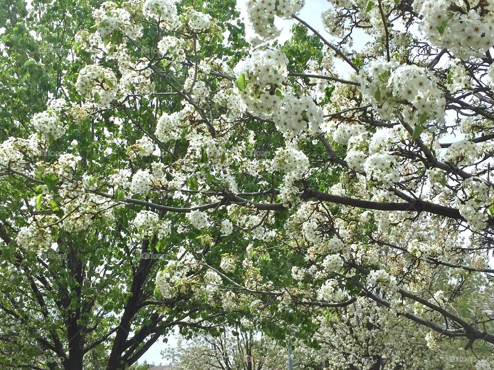 Blooming trees 