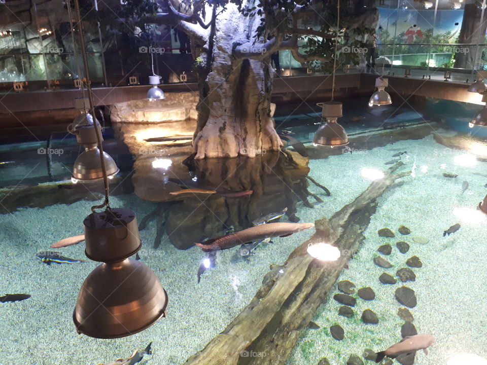 аквариум , рыбы