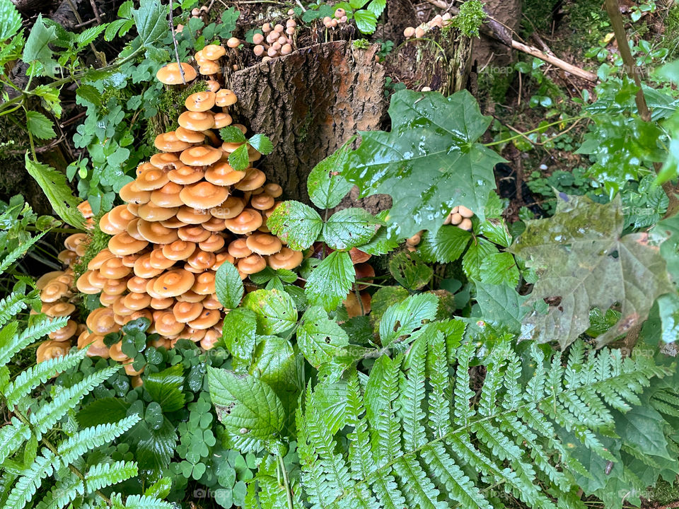 Closeup shot of wild velvet shank mushrooms growing on dead tree trunks.