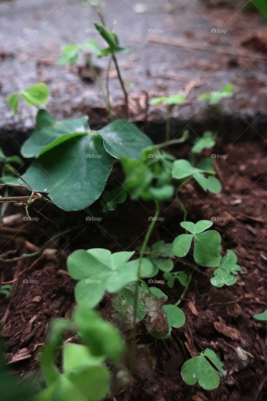 Three and four-leaf clovers