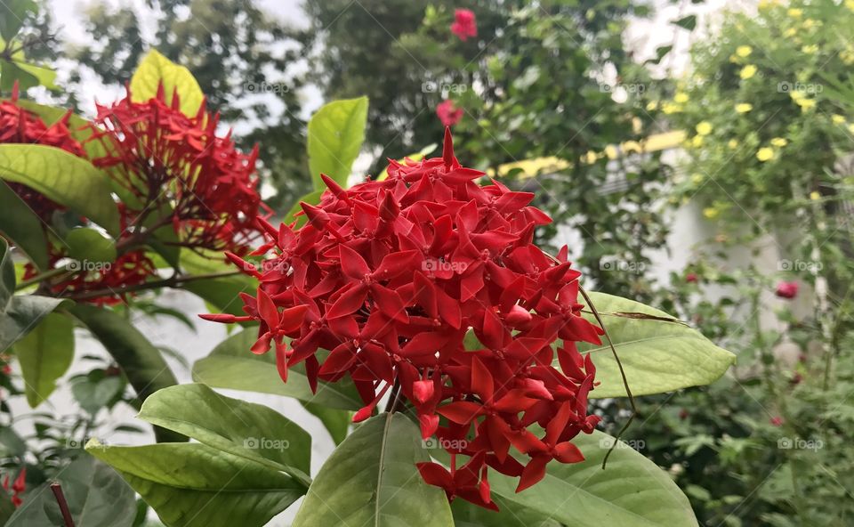 Ixora cocciena Indian flower 