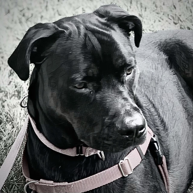 Black Dog