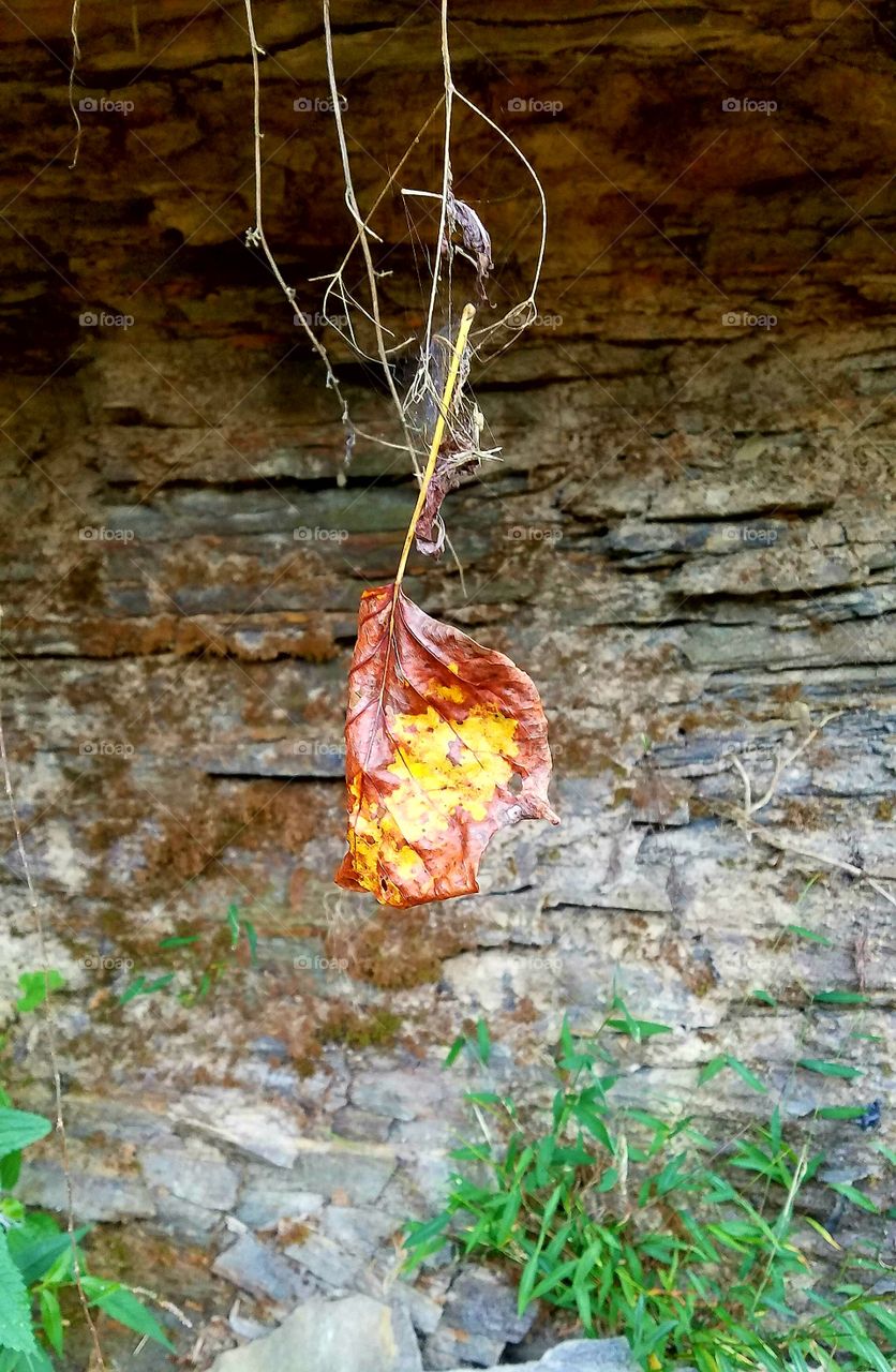 Fall leaf