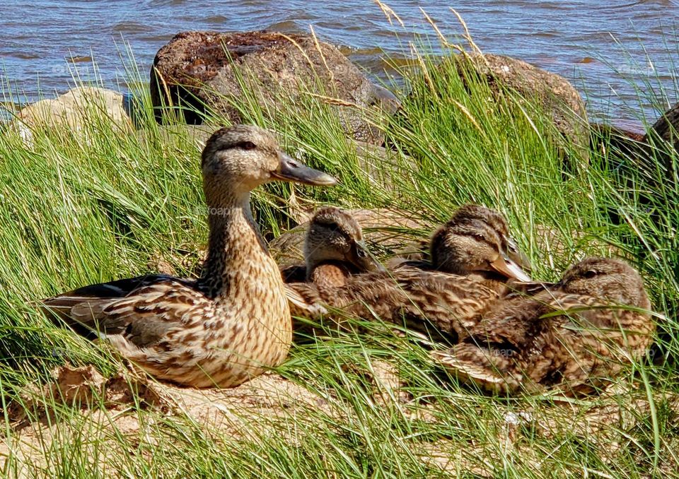 Ducks 🦆🦆🦆🦆