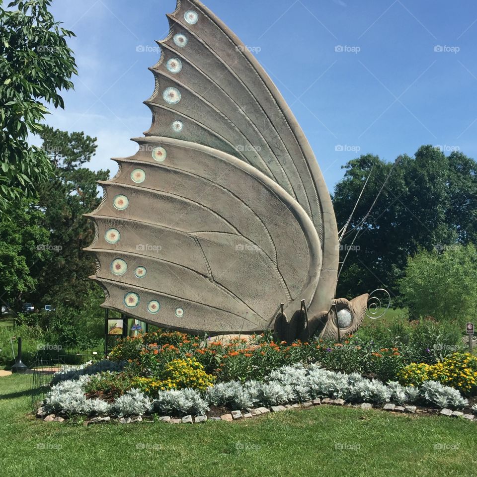 One giant butterfly! - Chesterfield, MO