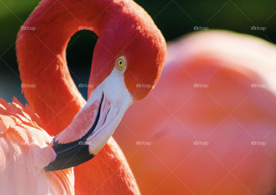 Beautiful Flamingo Bird 