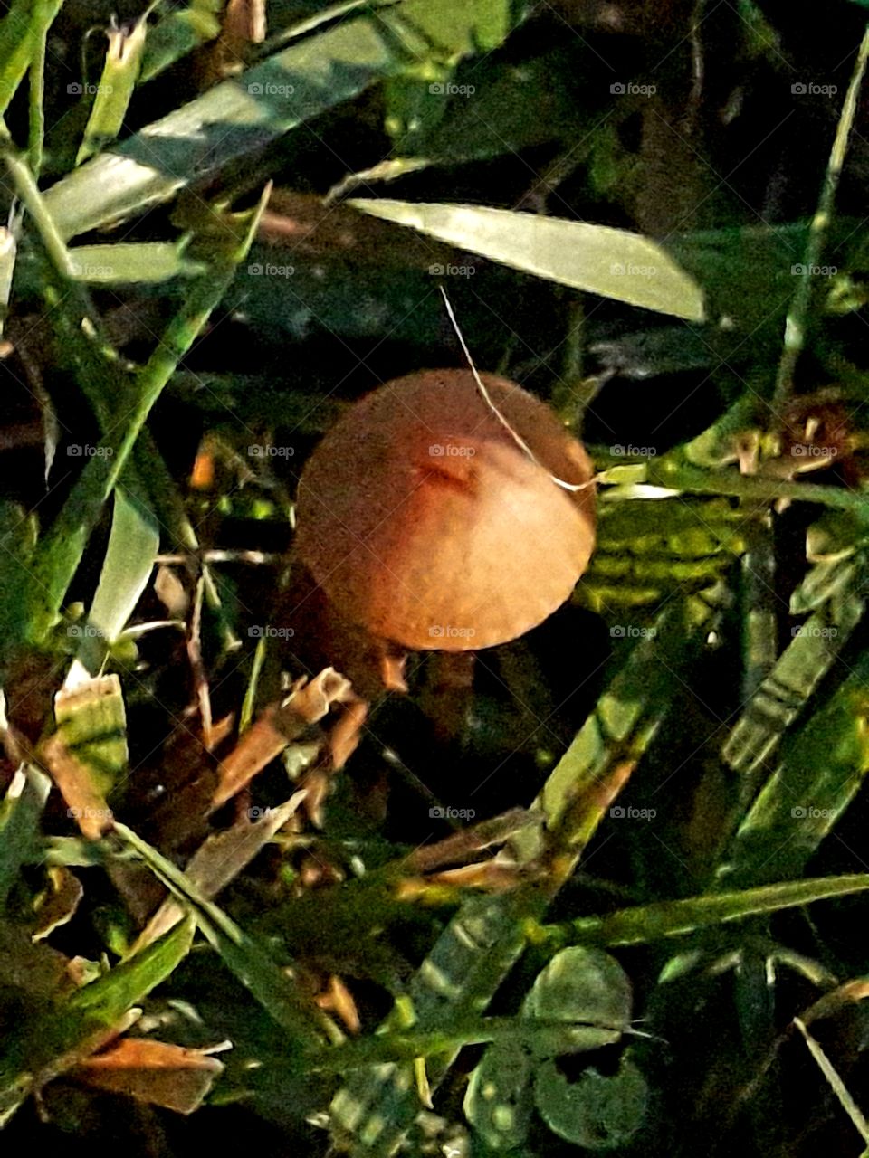 sunlit tiny brown mushroom hiding on the grass