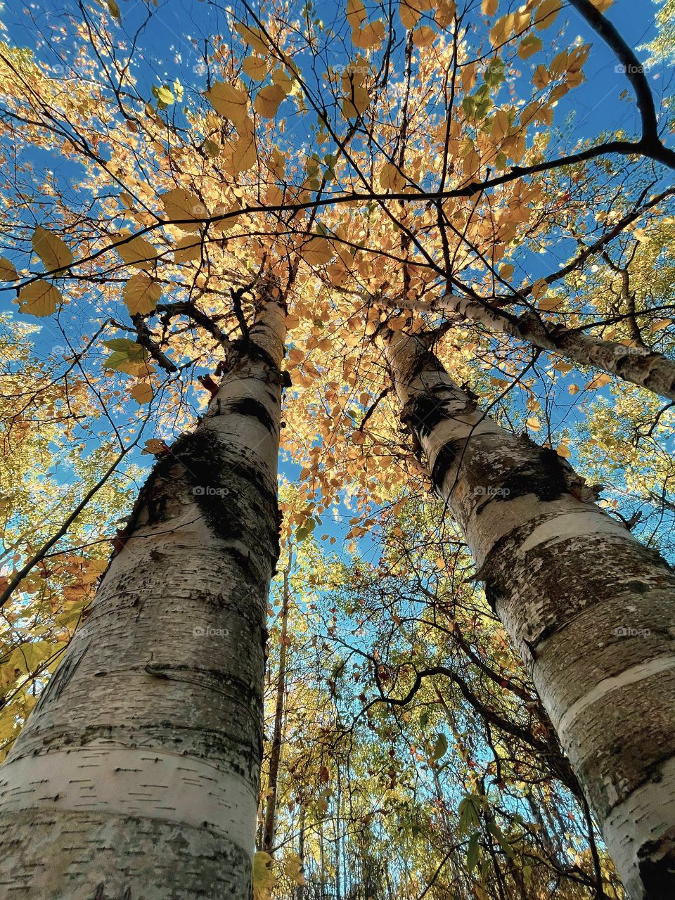 View from the forrest floor 