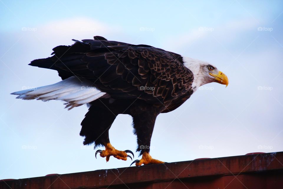 bald eagle on red container