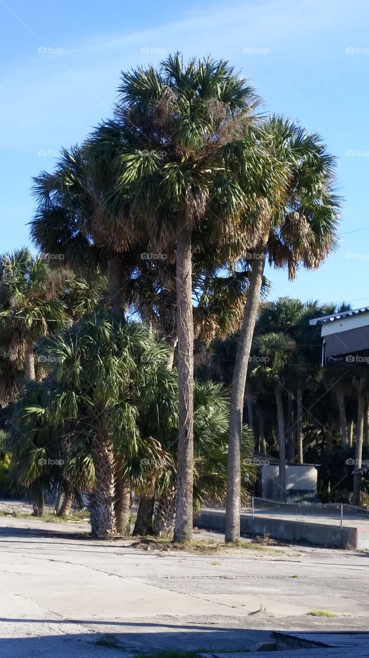 Palm, Tree, Tropical, Travel, No Person