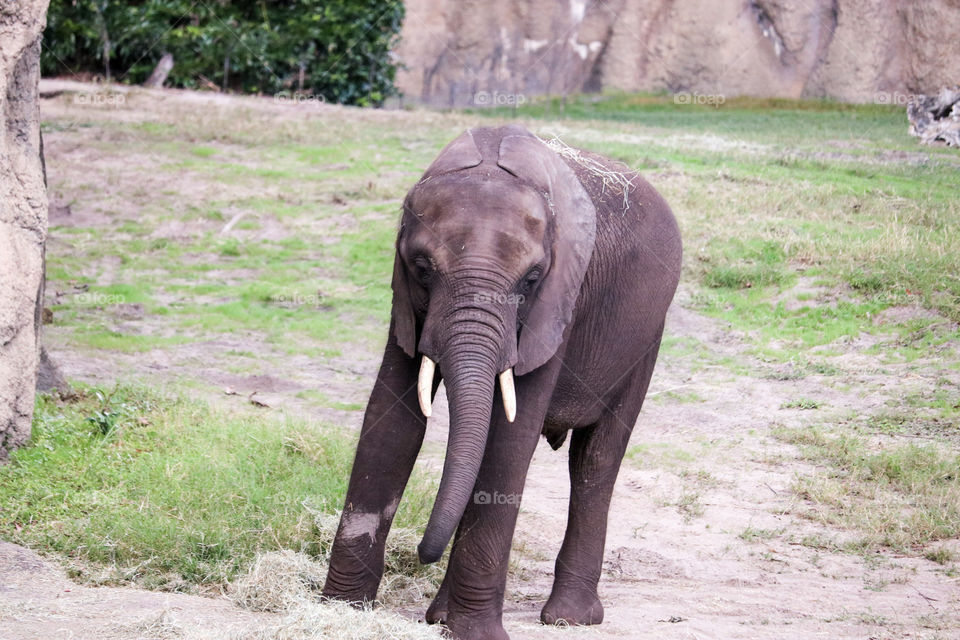 Baby Elephant