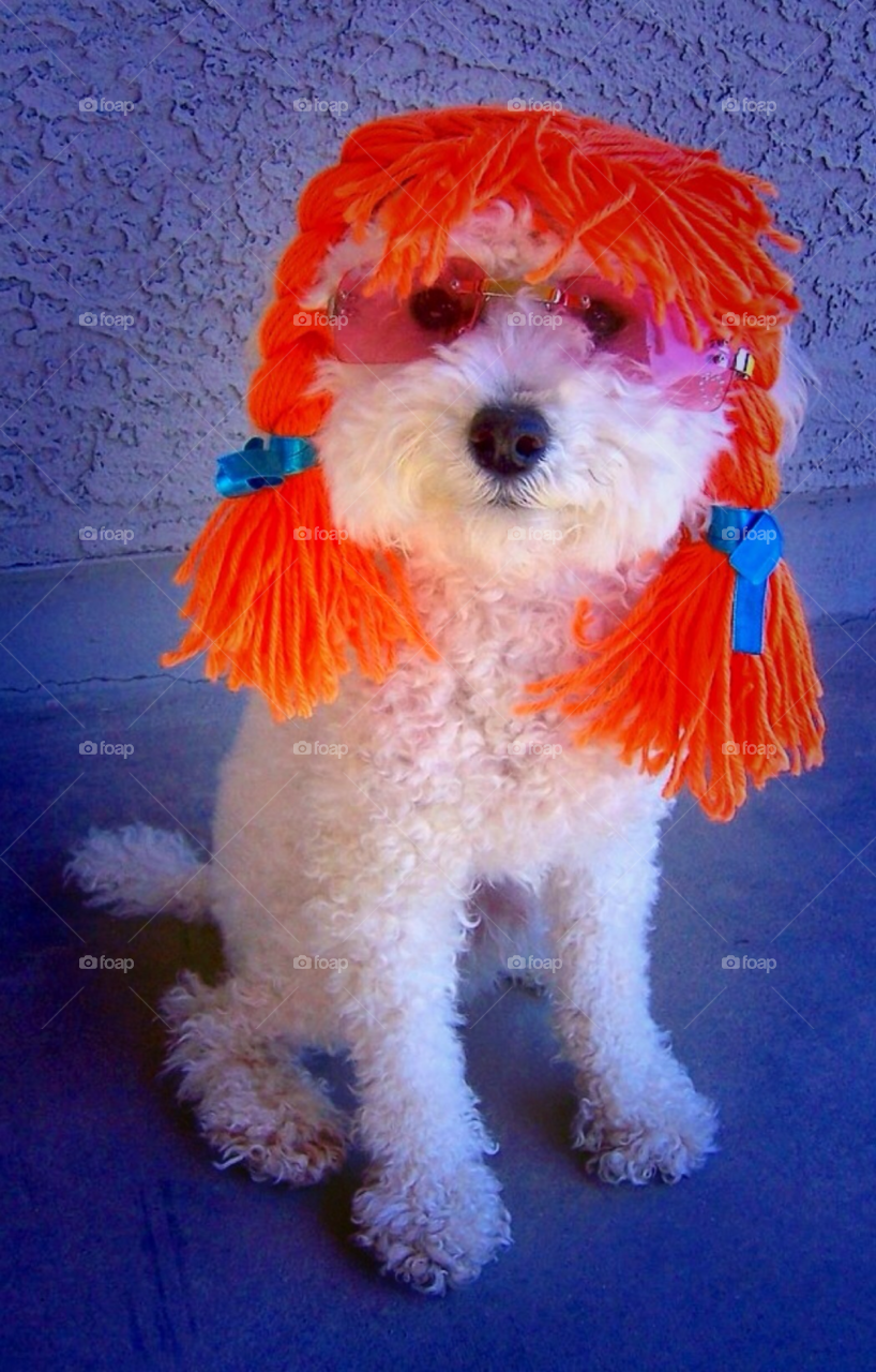 dog sunglasses funny cute by cagedheat