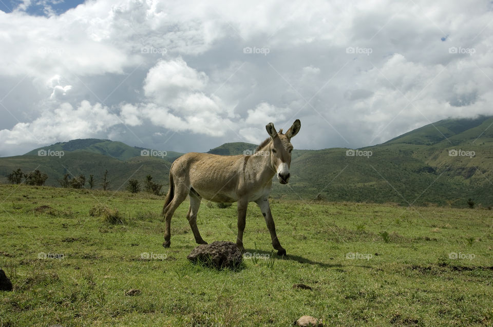 Donkey standing on grassy land
