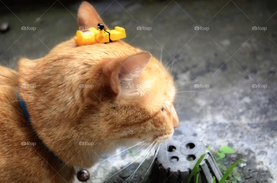 Cat with toy on his head