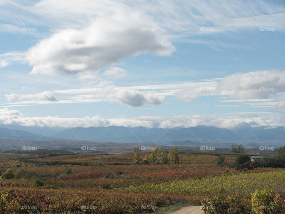 Paisaje de viñedos en otoño. Rioja Alavesa