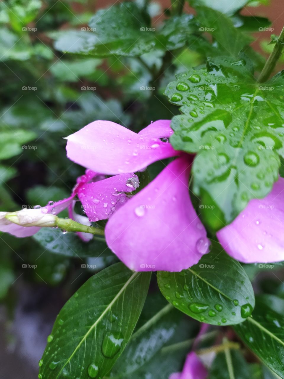 Fresh raindrops resting on the petals and leaves this morning