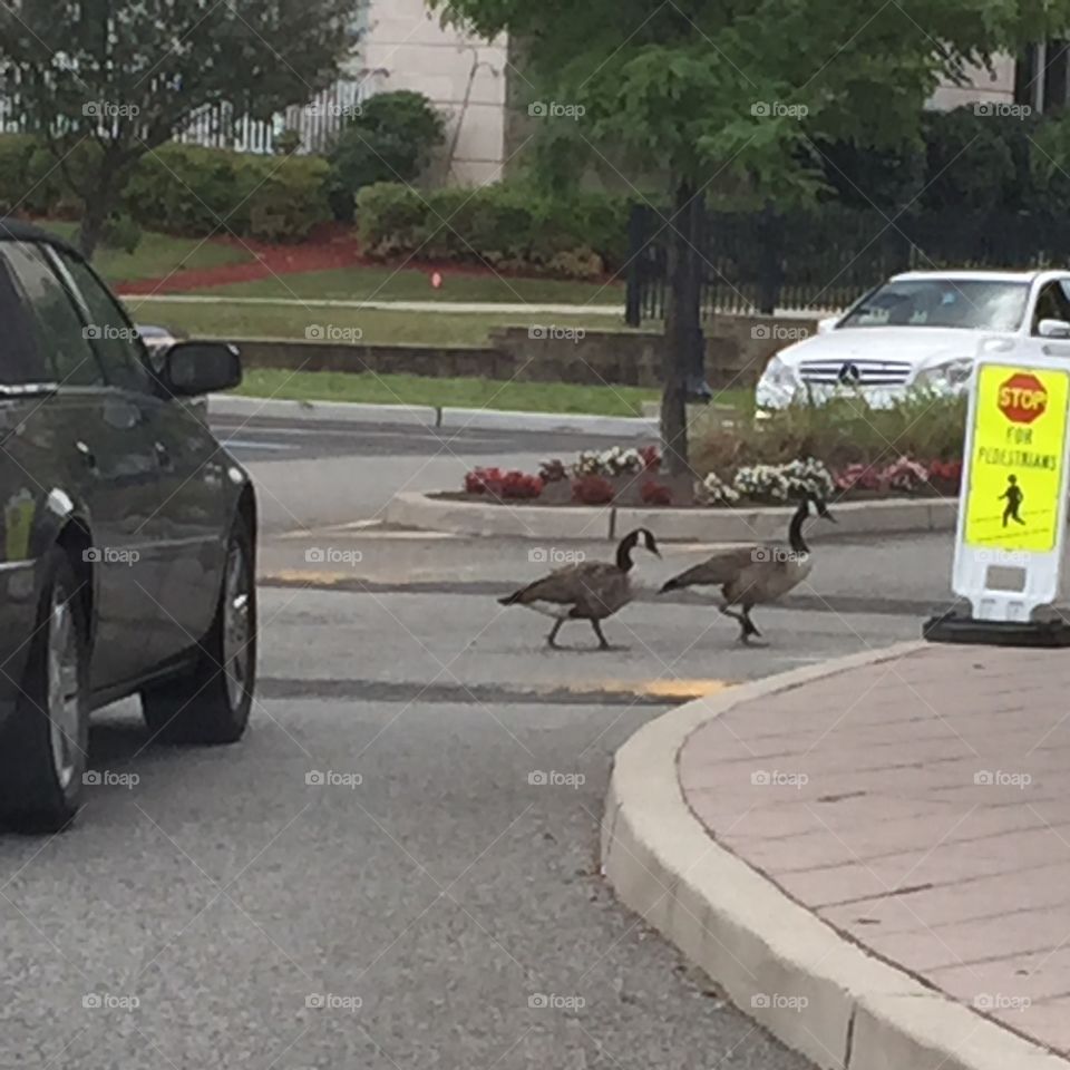 Geese Crossing 