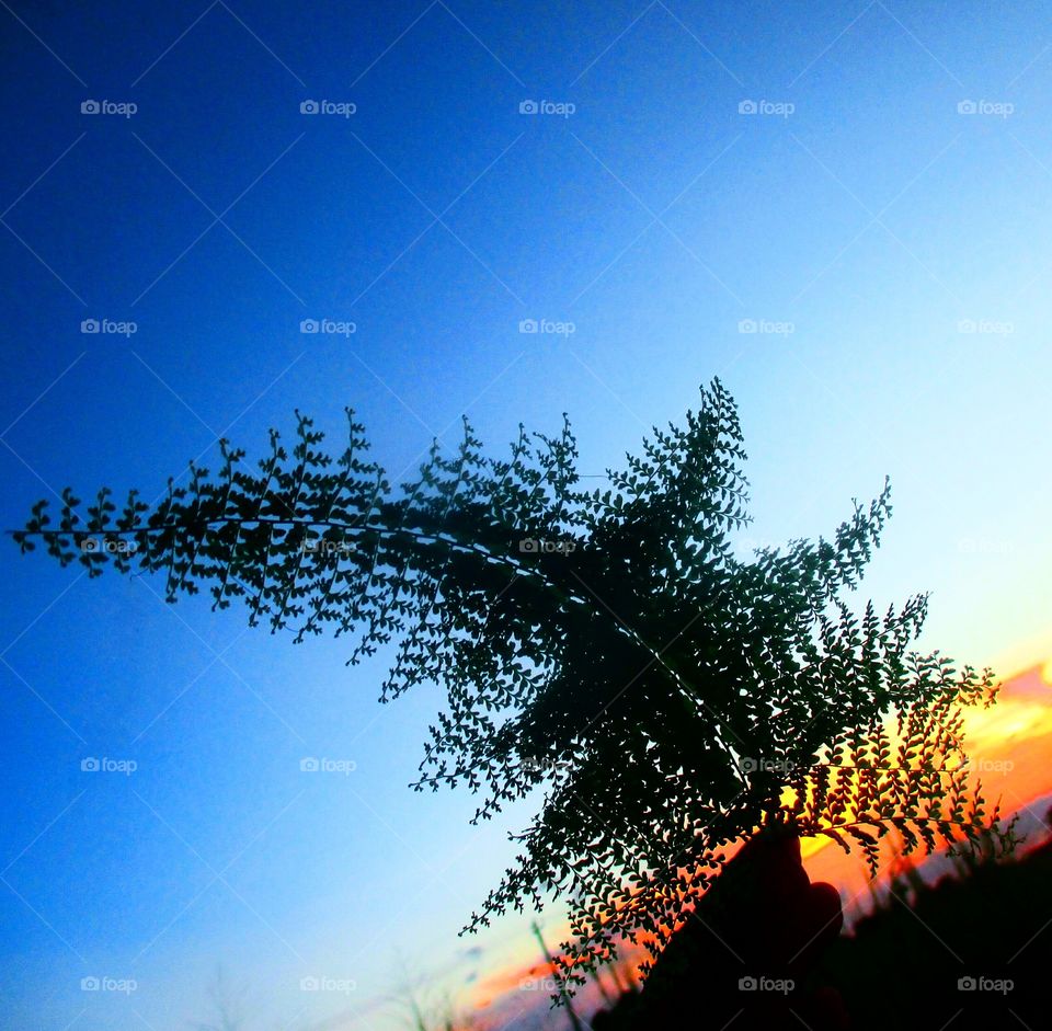 Fern silhouette