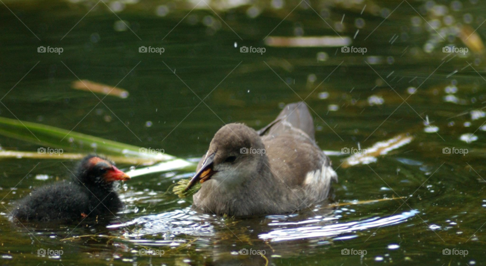 baby water bird feeding by Danni