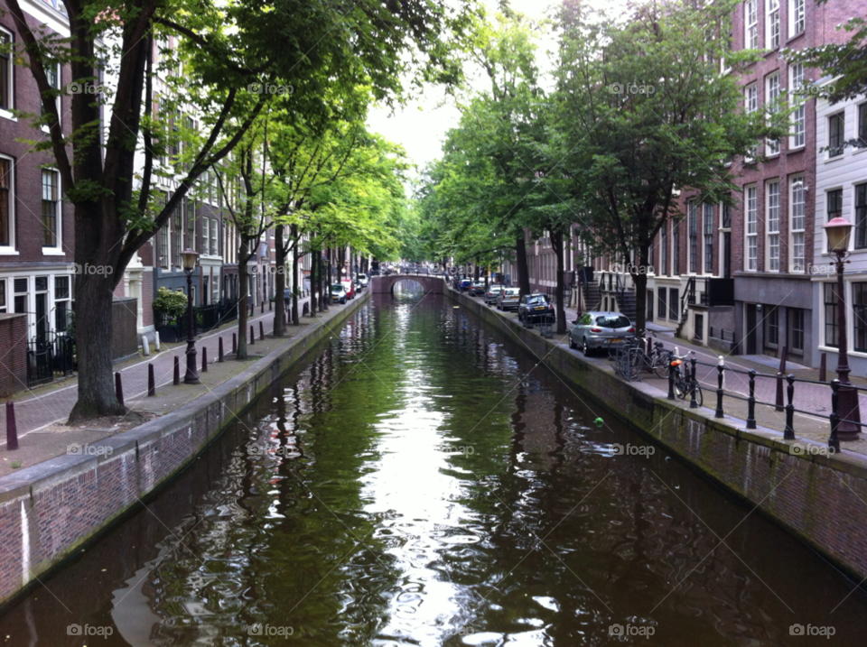 canal amsterdam silent tree wasted by crgdunn
