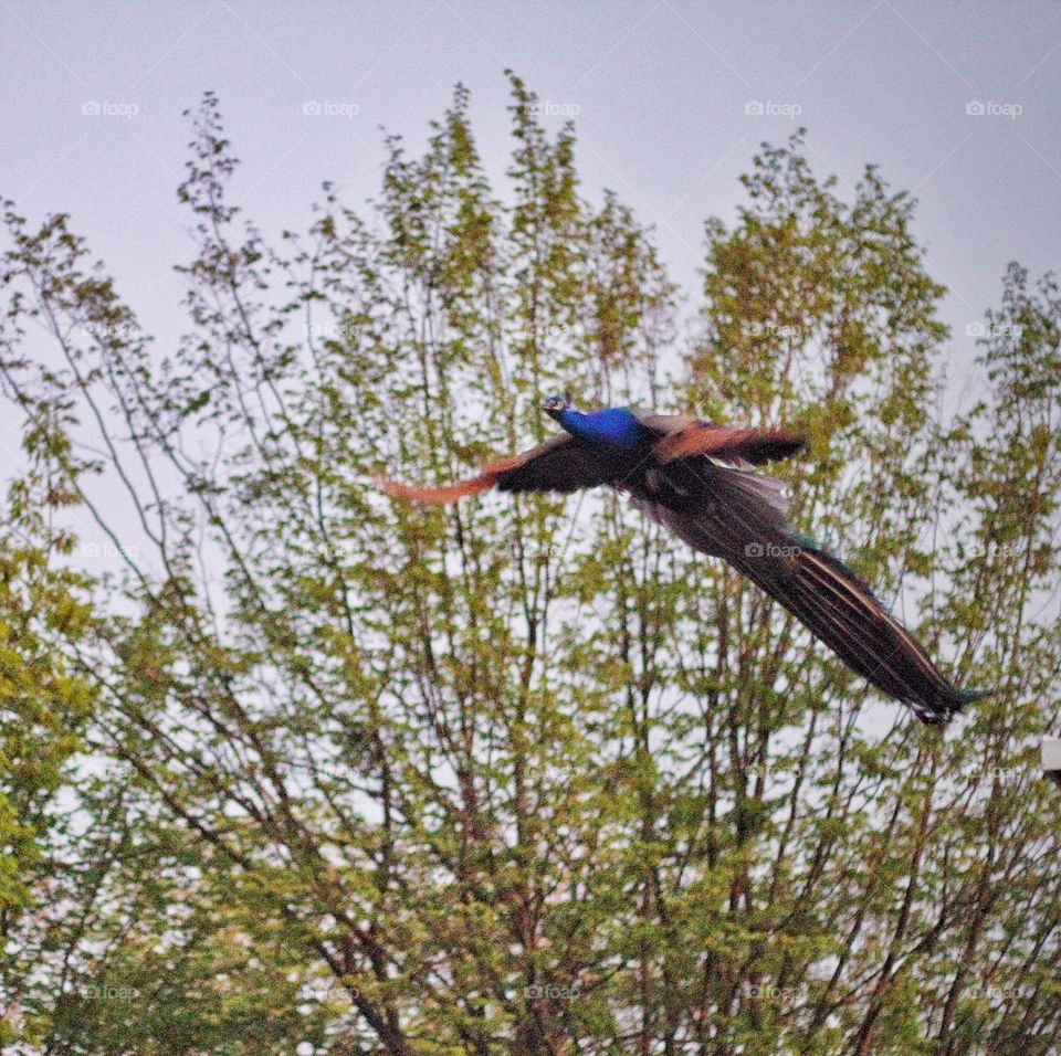 The Flying Peacock. A peacock flying scene in the park