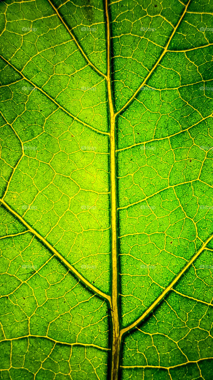 Eggplant leaf