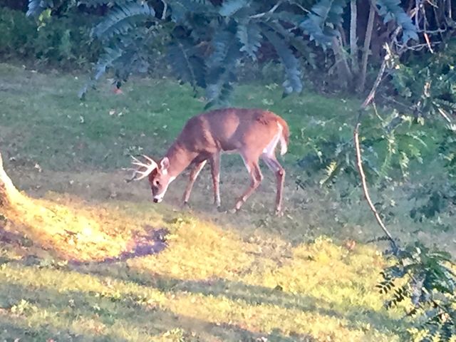 Dinner guest. 